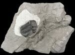 Eldredgeops (Phacops) Trilobite - New York #54997-1